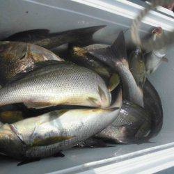 大進丸（愛知） 釣果