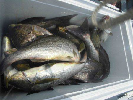 大進丸（愛知） 釣果