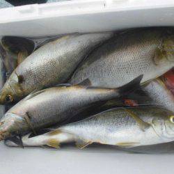 大進丸（愛知） 釣果