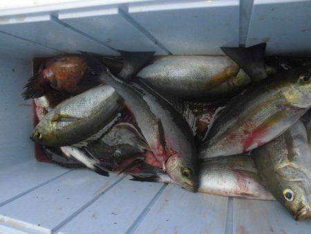 大進丸（愛知） 釣果