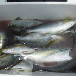 大進丸（愛知） 釣果