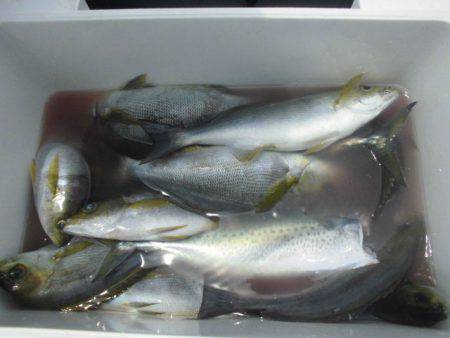 大進丸（愛知） 釣果