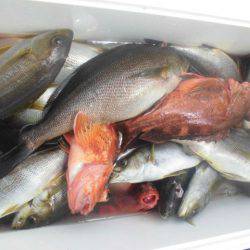 大進丸（愛知） 釣果