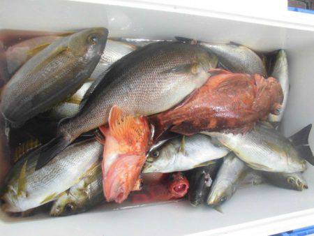 大進丸（愛知） 釣果