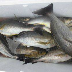 大進丸（愛知） 釣果