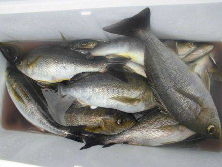 大進丸（愛知） 釣果