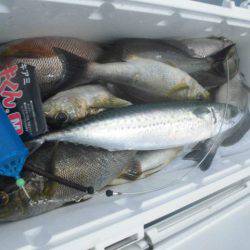 大進丸（愛知） 釣果