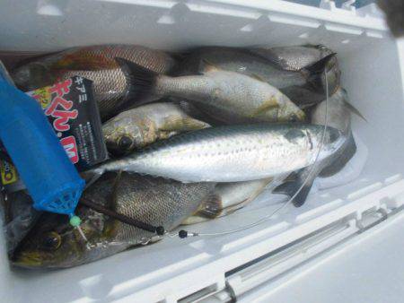 大進丸（愛知） 釣果