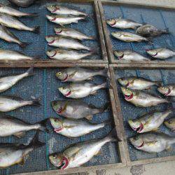 大進丸（愛知） 釣果