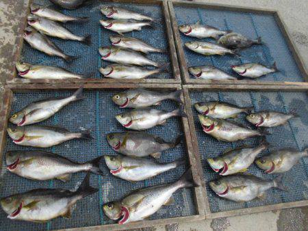 大進丸（愛知） 釣果