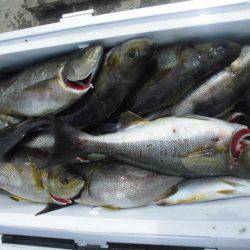 大進丸（愛知） 釣果