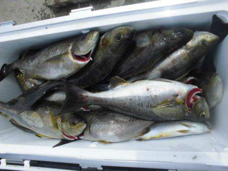 大進丸（愛知） 釣果