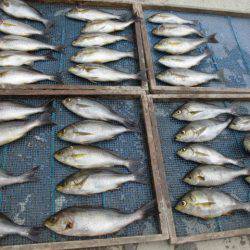 大進丸（愛知） 釣果