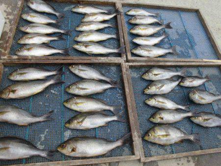 大進丸（愛知） 釣果