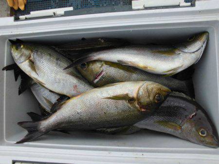 大進丸（愛知） 釣果