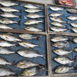 大進丸（愛知） 釣果