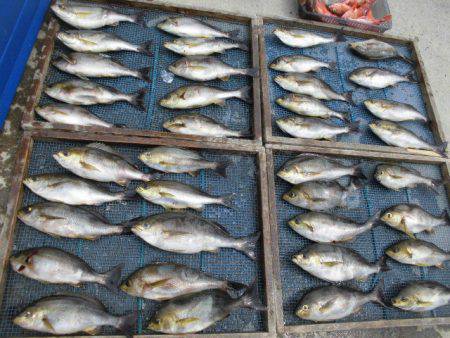 大進丸（愛知） 釣果