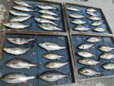 大進丸（愛知） 釣果