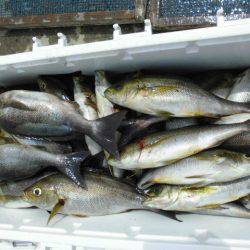 大進丸（愛知） 釣果