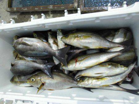 大進丸（愛知） 釣果