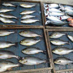 大進丸（愛知） 釣果