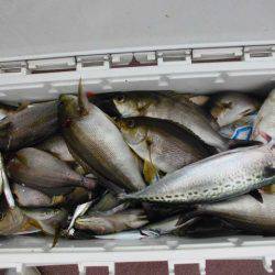 大進丸（愛知） 釣果