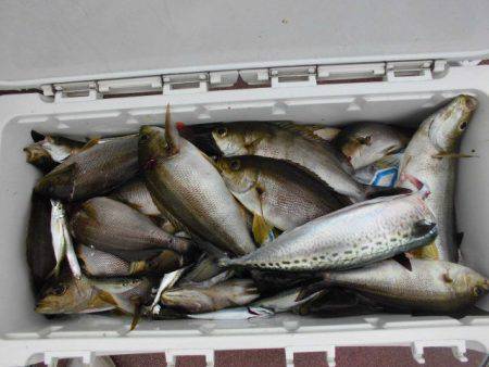 大進丸（愛知） 釣果