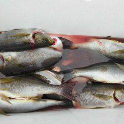 大進丸（愛知） 釣果