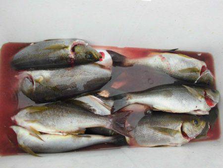 大進丸（愛知） 釣果