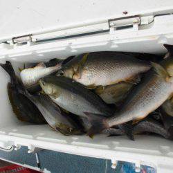 大進丸（愛知） 釣果