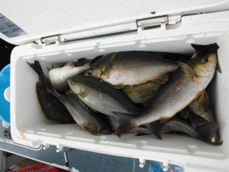 大進丸（愛知） 釣果