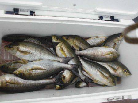 大進丸（愛知） 釣果