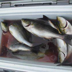 大進丸（愛知） 釣果