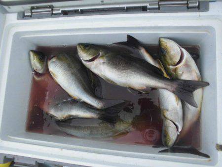 大進丸（愛知） 釣果