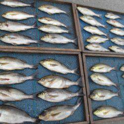 大進丸（愛知） 釣果