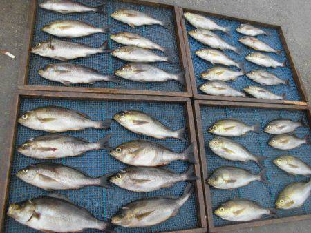 大進丸（愛知） 釣果