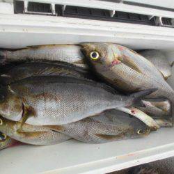 大進丸（愛知） 釣果