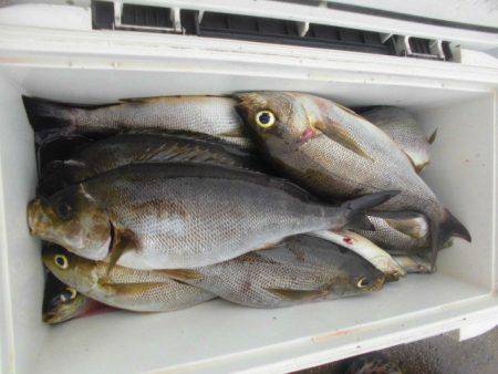 大進丸（愛知） 釣果