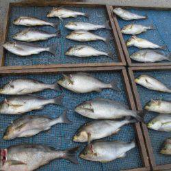 大進丸（愛知） 釣果