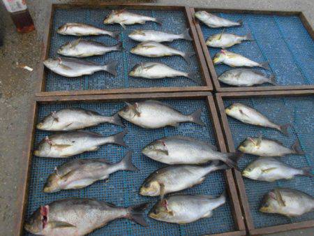 大進丸（愛知） 釣果