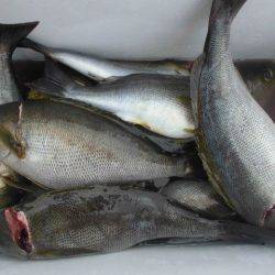 大進丸（愛知） 釣果