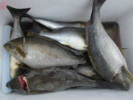 大進丸（愛知） 釣果