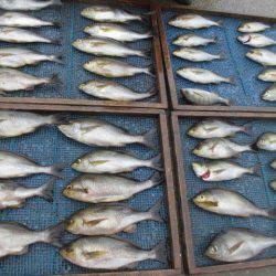 大進丸（愛知） 釣果