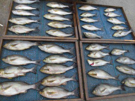 大進丸（愛知） 釣果