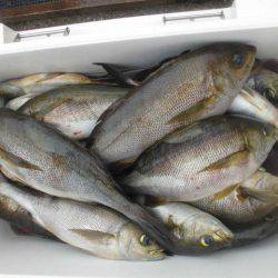 大進丸（愛知） 釣果