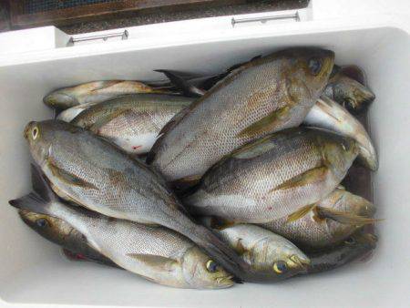 大進丸（愛知） 釣果