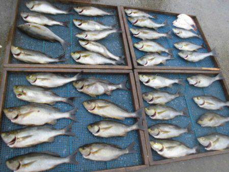 大進丸（愛知） 釣果