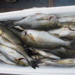 大進丸（愛知） 釣果