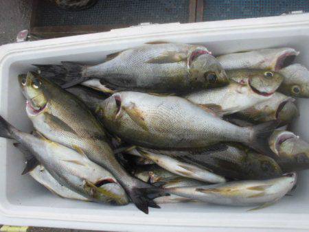 大進丸（愛知） 釣果