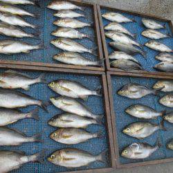 大進丸（愛知） 釣果